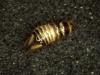 Anthrenus sp.